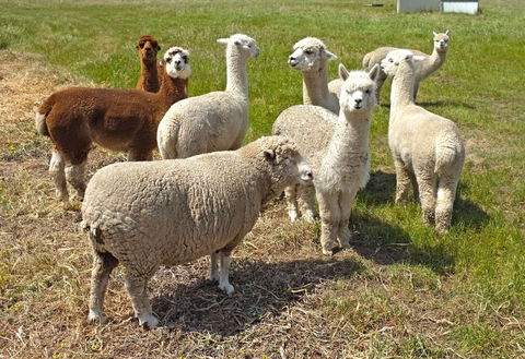 The Farmer's Place - New South Wales Tourism  2
