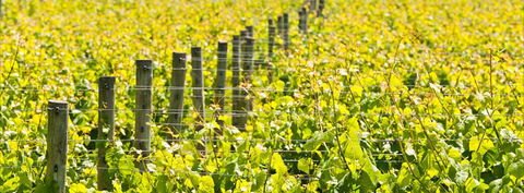 Curlewis Winery - New South Wales Tourism  2