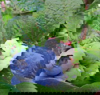 Tuckerberry Hill - New South Wales Tourism 