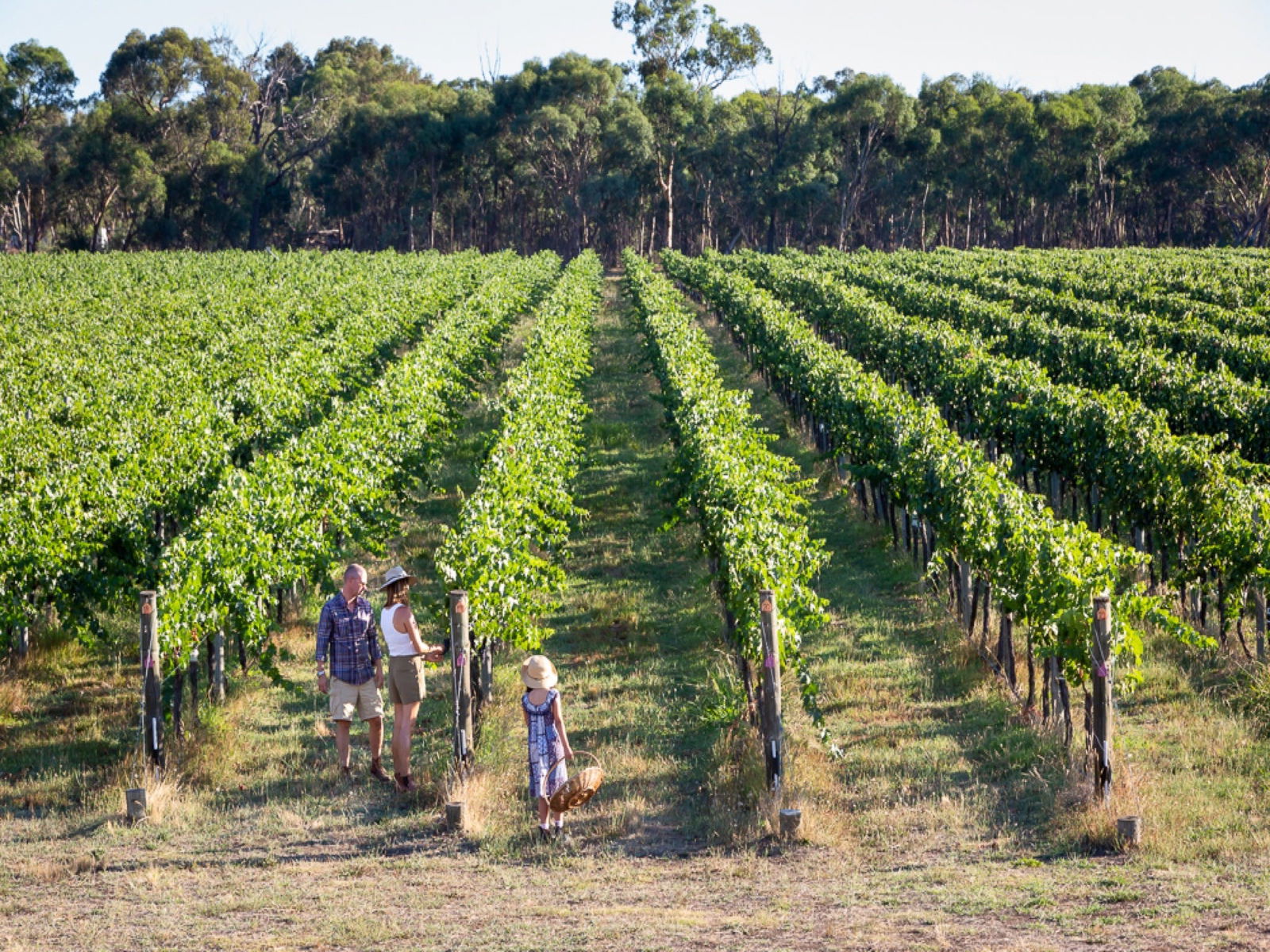 Everton Upper VIC New South Wales Tourism 