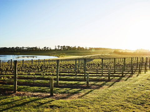 Wine Terrace And Cellar Door At Pt Leo Estate - New South Wales Tourism  0