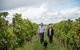 Ross Hill Wines - thumb 0