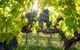 Ross Hill Wines - thumb 1