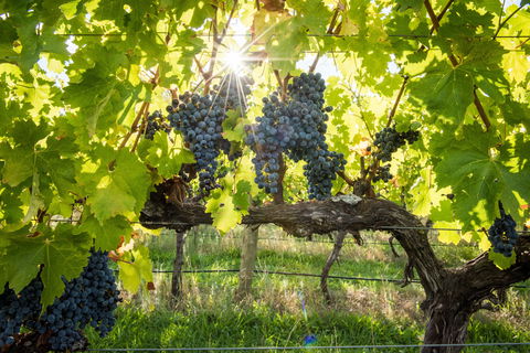 Ross Hill Wines - New South Wales Tourism  1