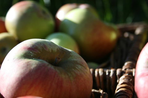 Denmark Heritage Cider Company - New South Wales Tourism  0