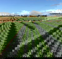 Hawkes Farm