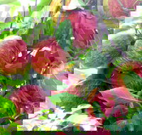 Payne's Orchards - New South Wales Tourism 