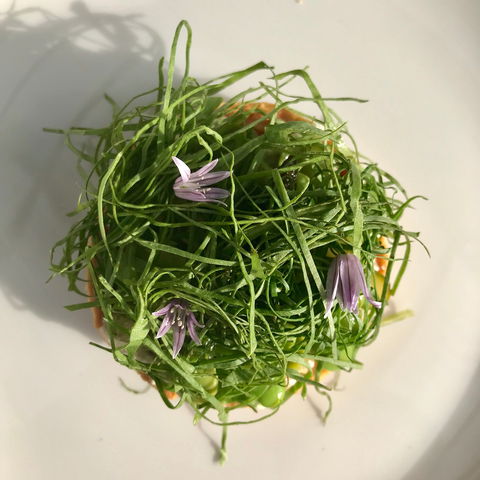 Drink Ottelia + Eat Fodder - New South Wales Tourism  1