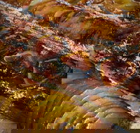 Queens Pastri House - New South Wales Tourism 