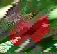 Westerway Raspberry Farm - New South Wales Tourism 