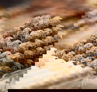 Mayfield Chocolates - Spring Hill - New South Wales Tourism 