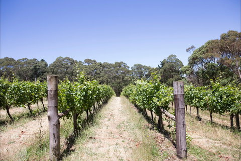 Mount Macedon Winery - New South Wales Tourism  1