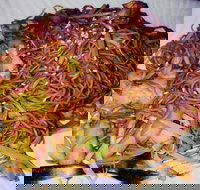 Silver Moon - New South Wales Tourism 