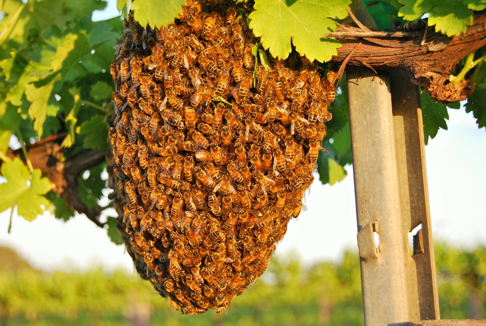 New Residence SA New South Wales Tourism 