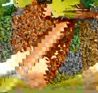 Whistling Kite Biodynamic Wines - New South Wales Tourism 