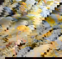 Krazy Chix - New South Wales Tourism 