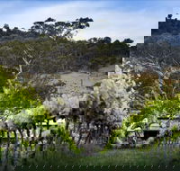 Mount Majura Vineyard - New South Wales Tourism 
