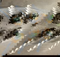 Cudgen Surf Club Bar  Bistro - New South Wales Tourism 