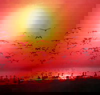 Four Birds - New South Wales Tourism 