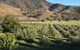 The Pressing Shed Cafe & Restaurant At Nullamunjie Olive Groves - thumb 2