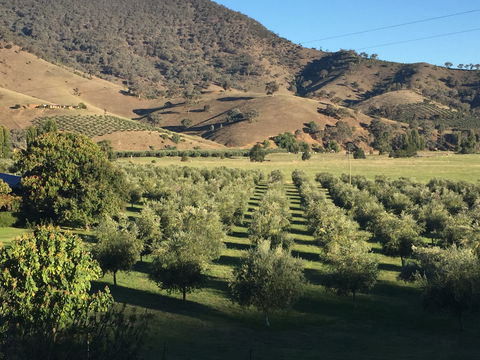 The Pressing Shed Cafe & Restaurant At Nullamunjie Olive Groves - New South Wales Tourism  2