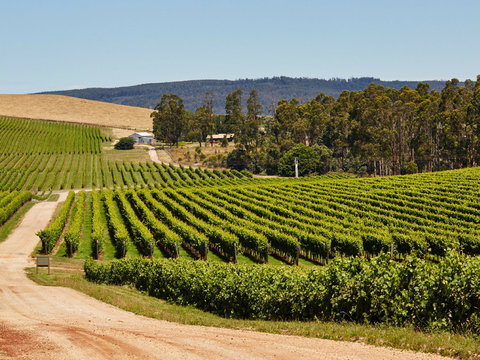 Pipers Brook Vineyard - New South Wales Tourism  1