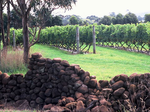 Spring Vale Vineyard - New South Wales Tourism  0