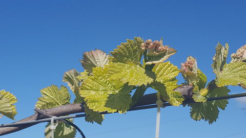 Highland Heritage Cellar Door - New South Wales Tourism  2