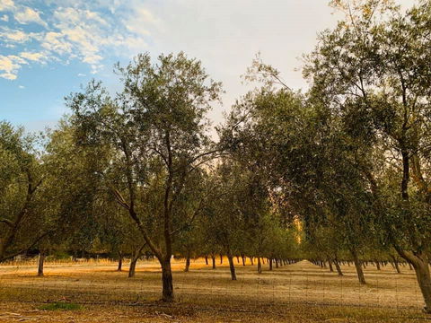 Talinga Grove - New South Wales Tourism  1