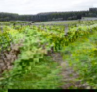 Suffoir Winery Brewery and Cidery - New South Wales Tourism 