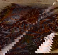 Delahey Noodle Bar - New South Wales Tourism 