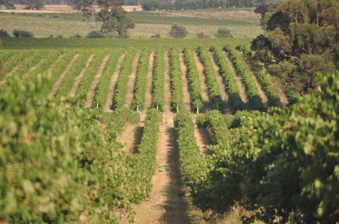 John Gehrig Wines Rutherglen - New South Wales Tourism  2