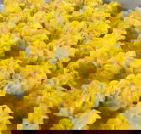 May's Thai - New South Wales Tourism 