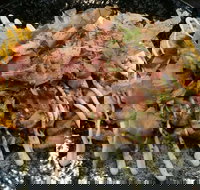 Tori Tori - New South Wales Tourism 