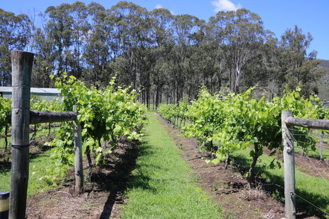 Woongooroo Estate Winery - New South Wales Tourism  0