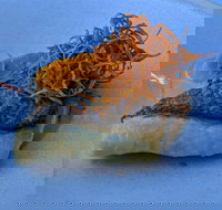 Le Sands Restaurant - New South Wales Tourism 