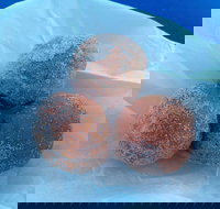 Coral Bay Bakery - New South Wales Tourism 