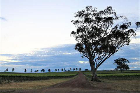 Two Rivers Wines - New South Wales Tourism  1
