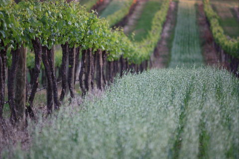 Two Rivers Wines - New South Wales Tourism  2