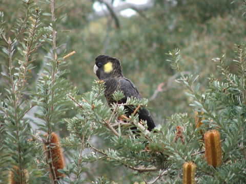 Sinclair's Gully - New South Wales Tourism  2