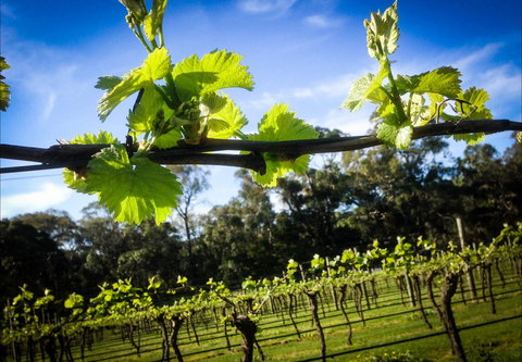 Michael Unwin Wines - New South Wales Tourism  1