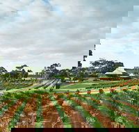 Vasse Felix Winery - New South Wales Tourism 