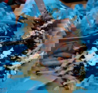 Bacchus Marsh Sungold Fish  Chips - New South Wales Tourism 