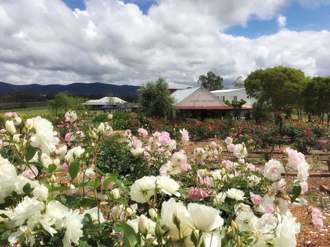 Hanging Tree Wines - New South Wales Tourism  1