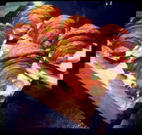 Outpost Espresso - New South Wales Tourism 