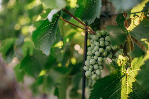 Paramoor Winery - New South Wales Tourism  1