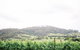 Two Figs Winery - thumb 2