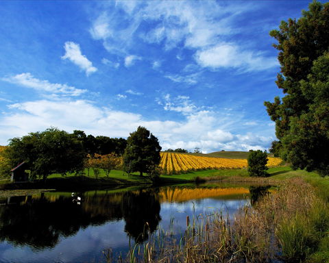 Leaning Church Vineyard - New South Wales Tourism  1