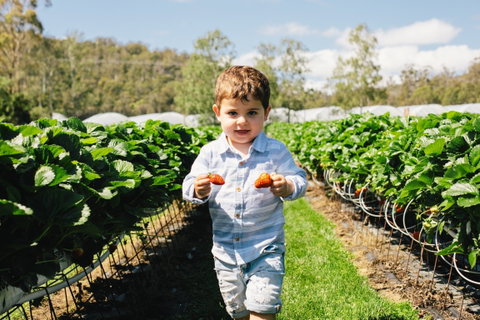 Hillwood Berries Farmgate & Pick Your Own - New South Wales Tourism  0