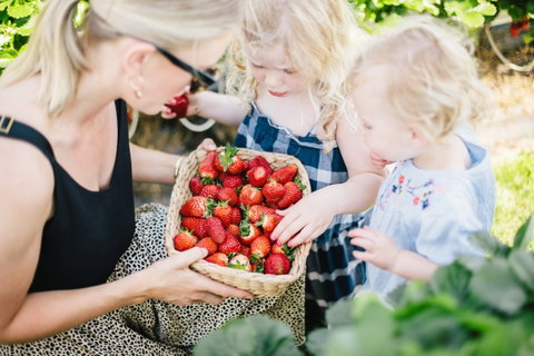 Hillwood Berries Farmgate & Pick Your Own - New South Wales Tourism  2